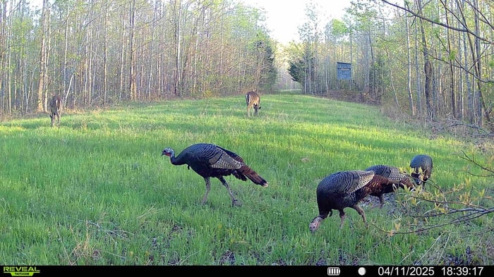 Benton County, TN image